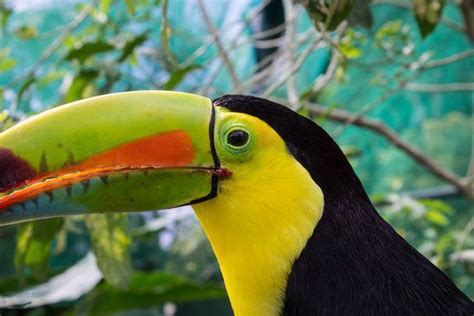 Keel-Billed Toucan @ Toucan Rescue Ranch - TouCanvas | Endangered ...