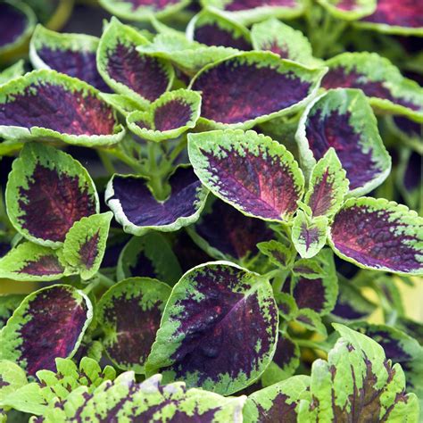 How to Grow Coleus Plants