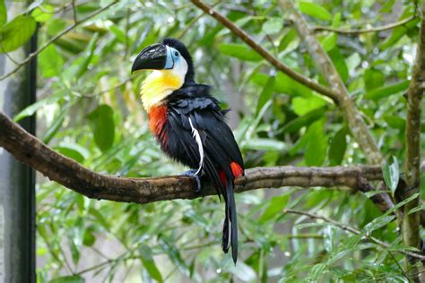 Channel-billed toucan - ZooChat