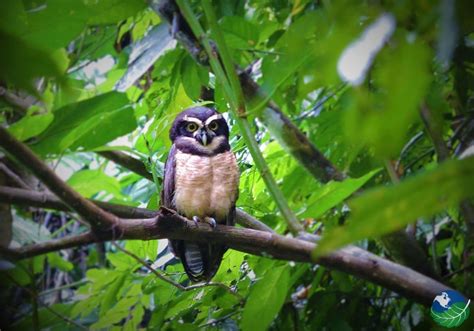 Corcovado National Park - The National Park of the Osa Peninsula