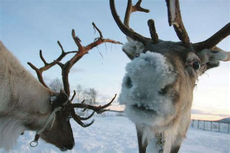 Some people consider reindeer and caribou to be the same animal ...