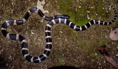 Many Banded Krait - Bungarus multicinctus — HongKongSnakeID.com