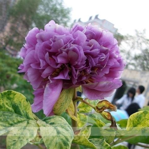 Strong Fragrant Purple Peony Tree 'Queen' Flower Seeds-5 pcs/Pack ...