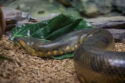 Largest Anaconda Snake Ever Found