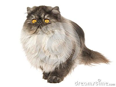 Black Smoke Persian Cat On White Background Stock Photos - Image: 10563703