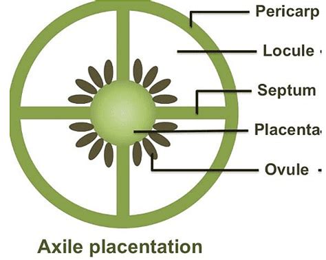 Placentation - Notes | Study Biology Class 11 - NEET