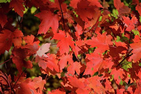 Maine Fall Colors 4 Photograph by Lynda Fowler | Fine Art America