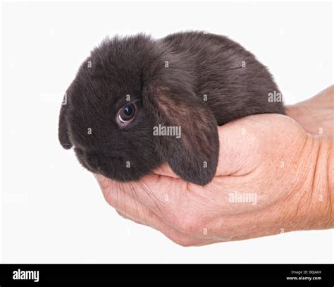 Small black baby mini lop ear bunny rabbit in hands isolated on white Stock Photo: 17613538 - Alamy