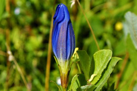 Marsh gentian - info, planting, care and tips - live-native.com