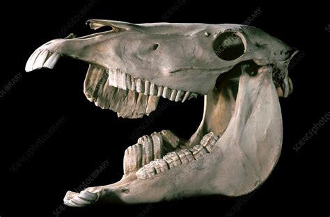 Deformed horse skull - Stock Image - C004/2583 - Science Photo Library ...