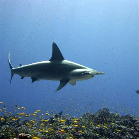 Scalloped hammerhead - Facts, Diet, Habitat & Pictures on Animalia.bio