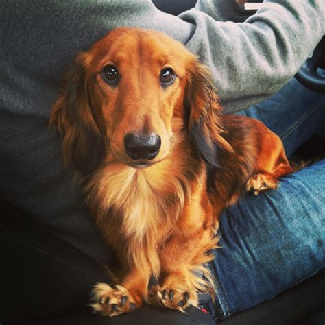 Long hair dachshund | Long haired dachshund, Weiner dog, Dachshund