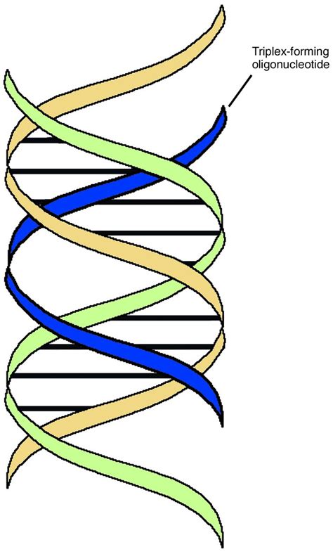 JCI - The potential for gene repair via triple helix formation