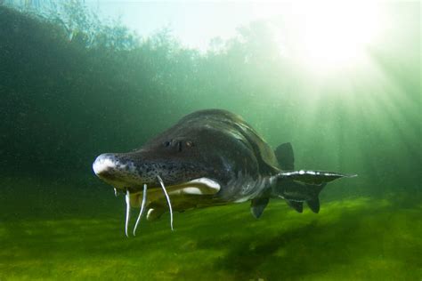 Beluga Sturgeon Facts & Information Guide - American Oceans