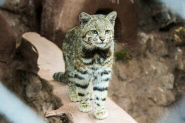 38 HQ Images Andean Mountain Cat Endangered / Thal Hiatus On Twitter ...