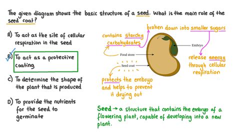 Question Video: Recalling the Role of the Seed Coat | Nagwa