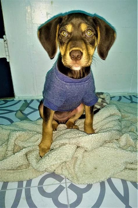 Doberman Lab mix Puppy Photograph by Jessica Grimes - Fine Art America