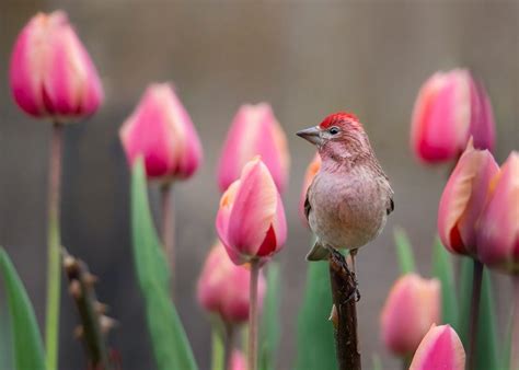 All About the Colorful Finch Bird Family - Birds and Blooms