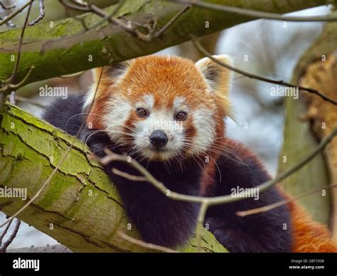 Captive bear hi-res stock photography and images - Alamy