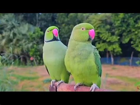 natural parrots sounds ️ talking parrot 🦜#like #suscribe #comment - YouTube