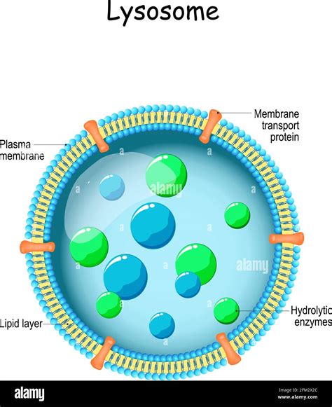 Hydrolytic enzymes hi-res stock photography and images - Alamy