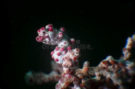 Pygmy seahorse stock image. Image of flash, camouflage - 123549639