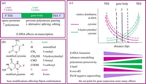 Z-DNA formation. (a) 5hC modifications lower Z-DNA formation by a ...