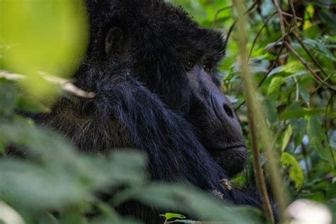 Rules and regulations of mountain gorilla trekking in Rwanda