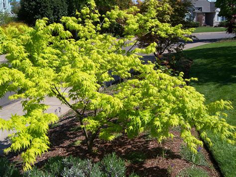 Dwarf japanese maple landscape ideas - veryextra