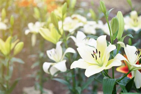 Types Of White Lilies - Design Talk