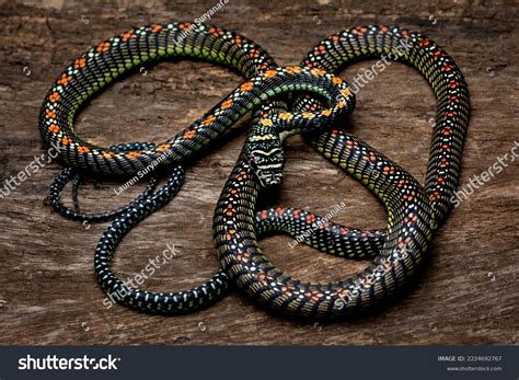 Paradise Tree Snake Paradise Flying Snake Stock Photo 2224692767 | Shutterstock