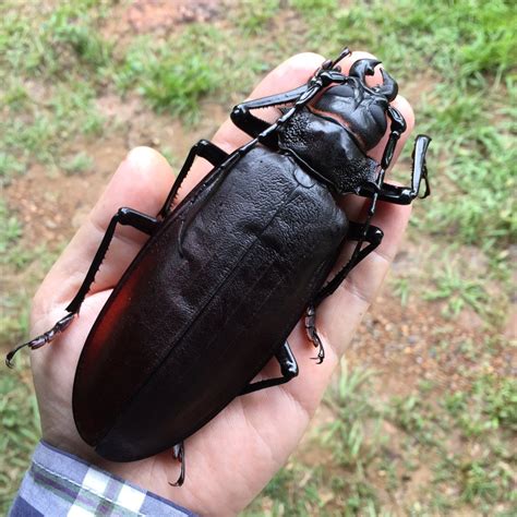 【観覧注意】デカすぎる虫現る！まじでやべえええええ : まとめッター