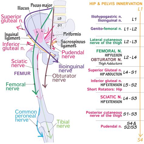 Pin on Animal totems | Physical therapy student, Gross anatomy, Basic anatomy and physiology