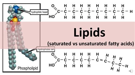 Saturated Vs Unsaturated Fatty Acids- Definition, 20, 40% OFF