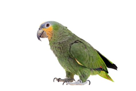 Orange Winged Amazon Parrot Care Guide & Info » Petsoid