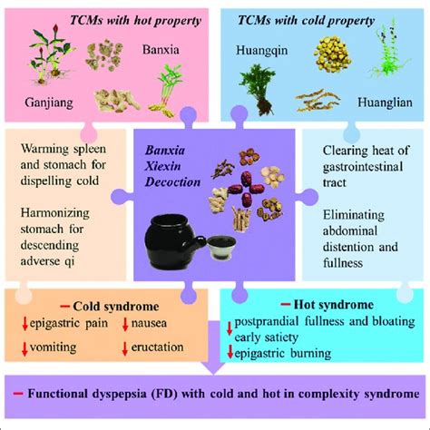 | The paradigm summarizes the antipyretic mechanism of cold TCMs via... | Download Scientific ...