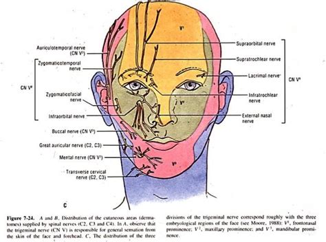 c1 dermatome - Google Search | Facial aesthetics, Supraorbital nerve ...