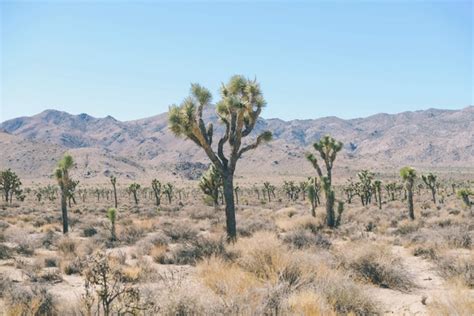 Cacti cactus desert dry flora hot landscape mojave Photos in .jpg format free and easy download ...