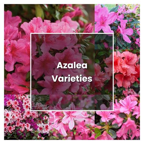 How to Grow Azalea Varieties - Plant Care & Tips | NorwichGardener