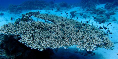 Two Stripe Damselfish in coral | Dascyllus reticulatus Norma… | Flickr