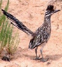 FAUNA :: MATORRAL XEROFILO | Imágenes de pájaro, Correcaminos, Paso del ...