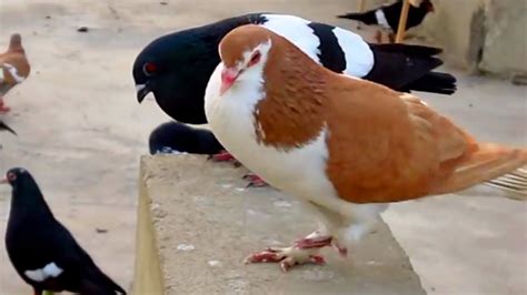 best fancy pigeon breeds | Pigeon farm | Pigeon breeds, Pigeon, Breeds