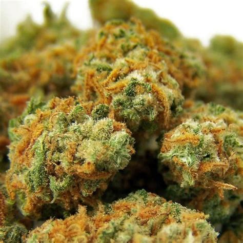 Top 7 Sativa Strains: The Best South African Weed Strains [Updated] | Cannabis Connect