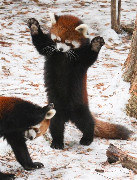 Red pandas have a big bushy tail that helps them balance when they ...