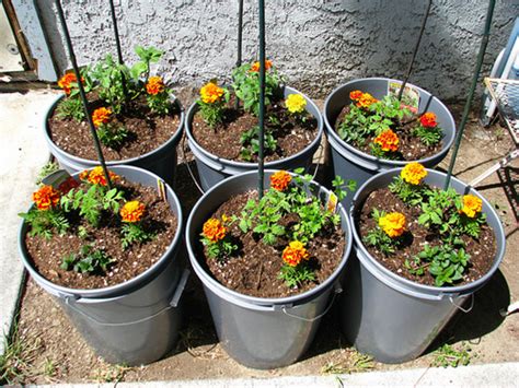 Tip of the Week: Tomatoes for Small Spaces - Horticulture