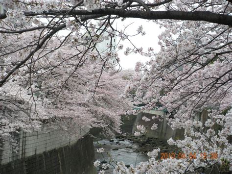 Japanese Cherry Blossom Waterfall | Cherry blossoms and KANDA River - EnglishClub | Japanese ...