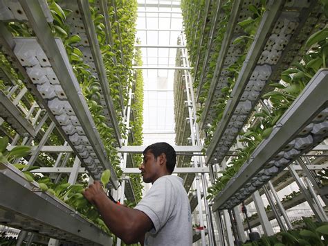 Feed the Future of Agriculture with Vertical Farming - The World Financial Review