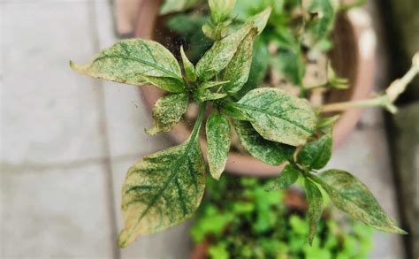 Spider Mites On Pepper Plants? Here’s What to Do