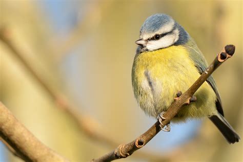 Home Page - BirdWatch Ireland