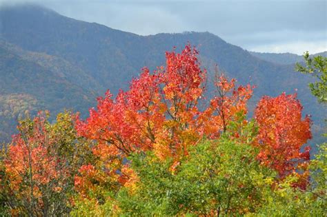 High Above Maggie Valley near the Blue Ridge Has Internet Access and Outdoor Dining Area ...